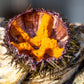 Poseidon Sea Urchin Pulp (Uni) - Wild-Caught From Sardinia, Italy - Gourmet Grade, Preservative-Free, Keto & Gluten-Free - 2.4 O