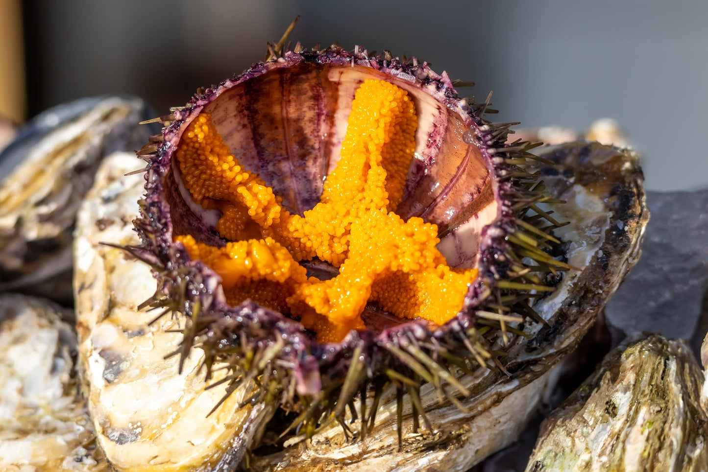 Poseidon Sea Urchin Pulp (Uni) - Wild-Caught From Sardinia, Italy - Gourmet Grade, Preservative-Free, Keto & Gluten-Free - 2.4 O