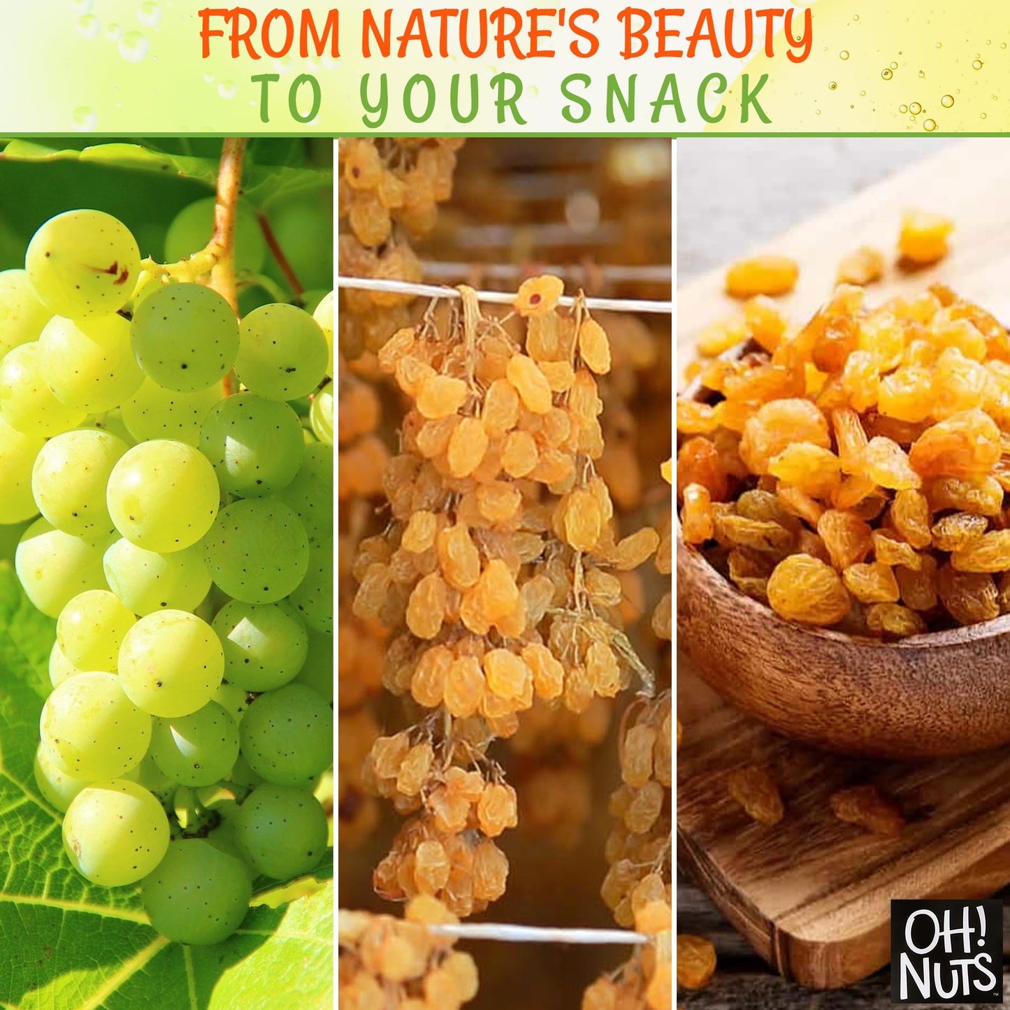 Golden Raisins | 2 Lb - Sun Dried Fruit | No Sugar Added | Dehydrated Fruit Bites | Packed In New York Zip-Seal Bag For Exceptional Freshness By Oh Nuts
