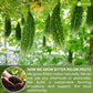 Lavendium Bitter Melon Fruit Herbal Tea, 100% Natural, Sugar Free, Caffeine Free, Vegan, 200 Tea Bags