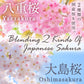 Sakura Latte -Creamy And Aromatic Foam- Using Japanese Cherry Blossom 100%, 3.5Oz, Made In Japan,Sold By Japanese Company ?Yamas
