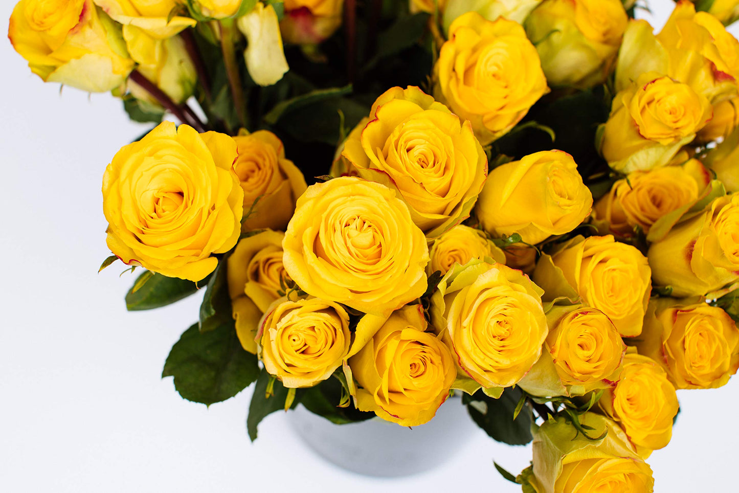 Benchmark Bouquets - 50 Stem Enhanced Yellow Roses (2 Bundles Of 25; Vase Not Included) - Fresh Flowers For Delivery - Gift For Graduation, Birthday, Anniversary, Sympathy, Get Well, Congratulations