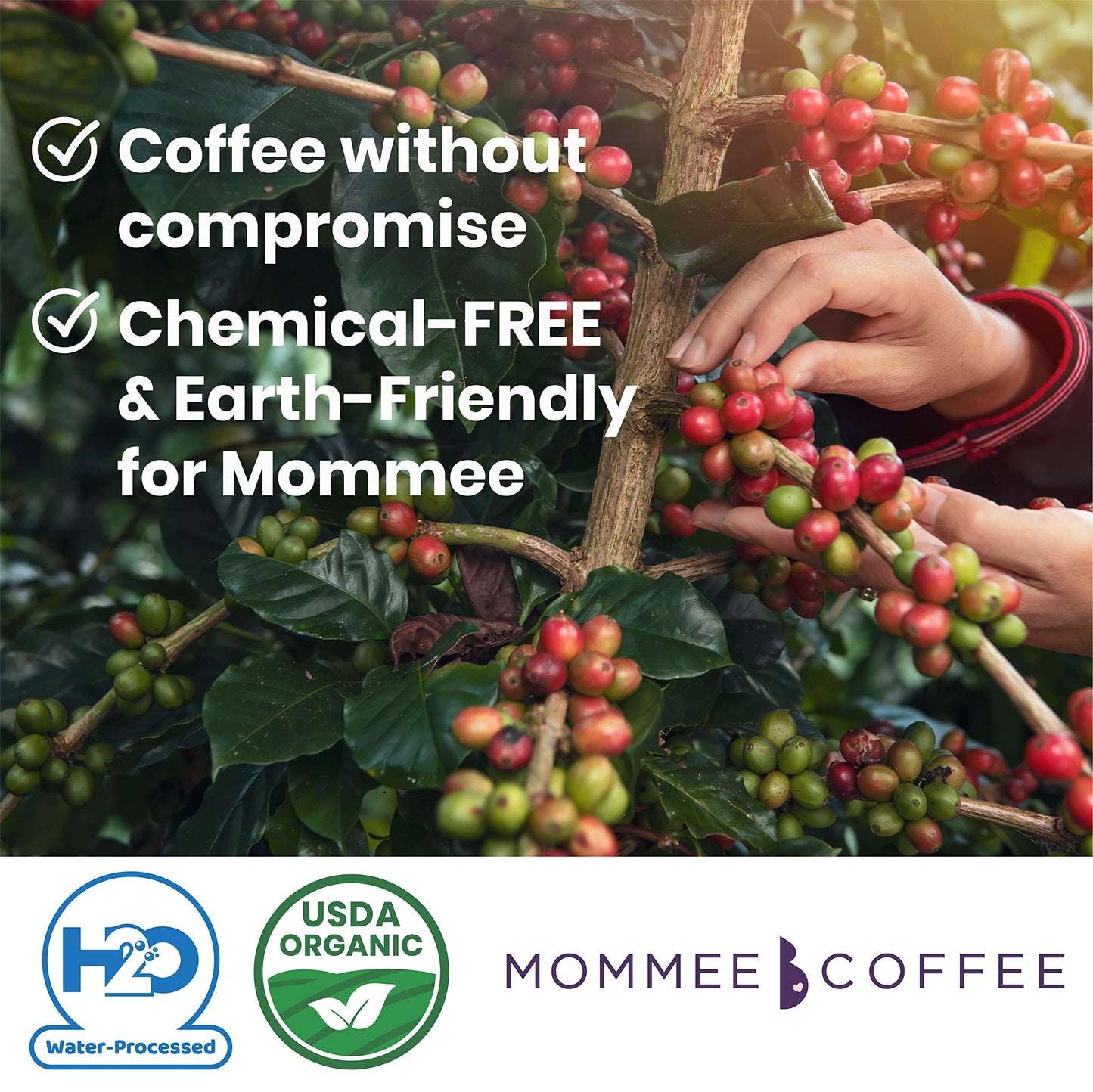 Mommee Coffee - Decaf | Low Acid, Organic, Fair Trade, Water Processed | Ground, 22 Oz.