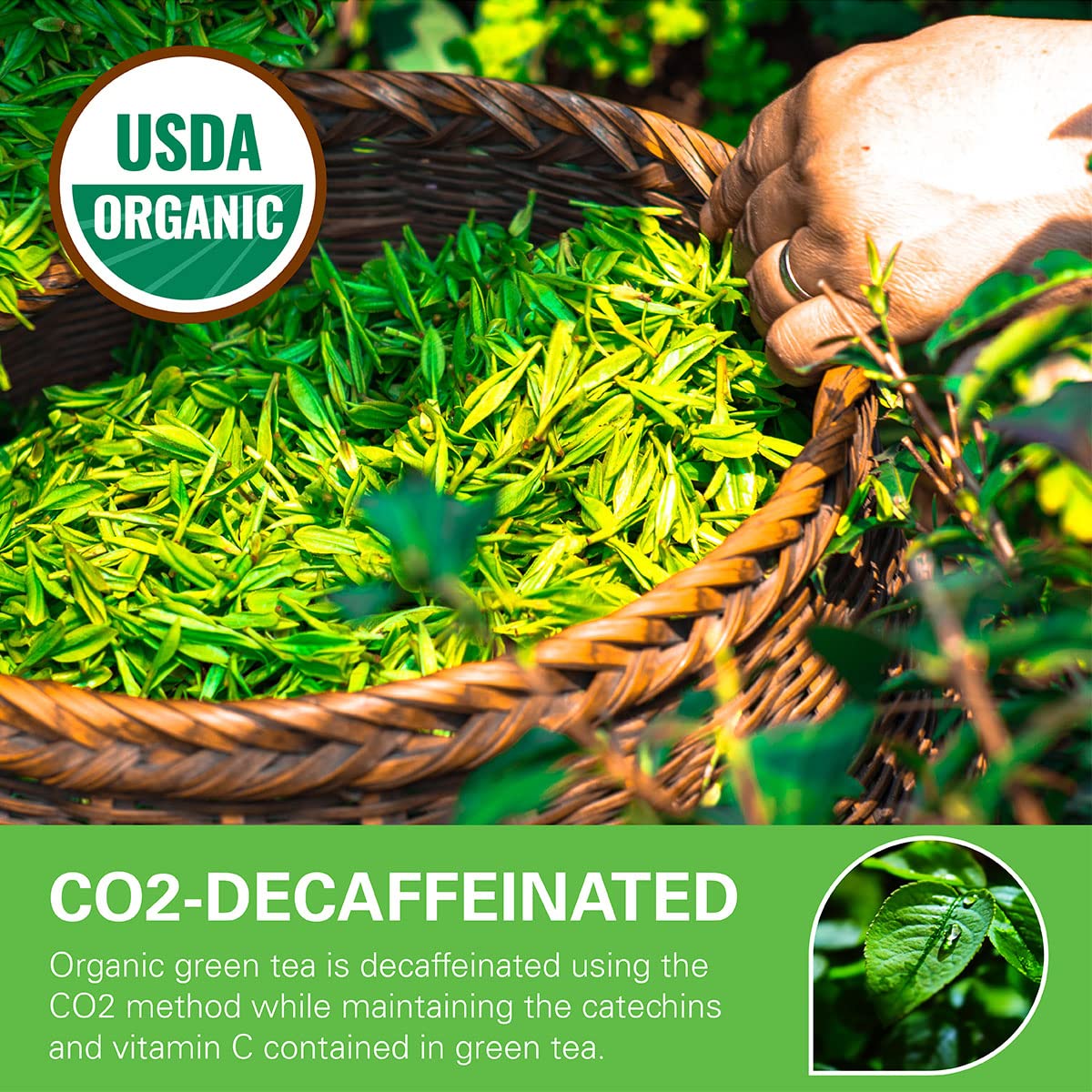 Wt Weetee Organic Decaf Green Tea Bags, Organic Green Tea 200 Count | Co2-Decaffeinated | Super Antioxidant | Resealable Kraft Bag