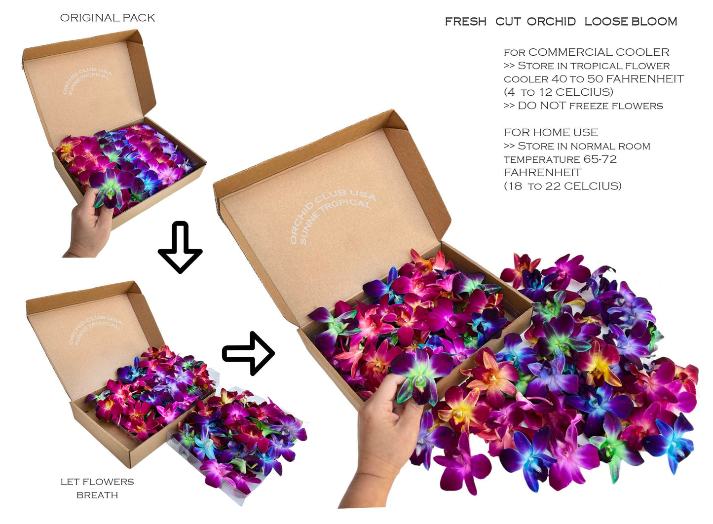 Sunne Tropical Fresh Orchid Loose Bloom - 100 RAINBOW, DIY Lei Decoration, Model: orchidclub-bloom