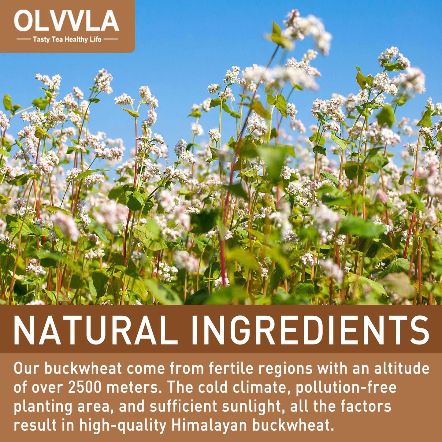 Olvvla Himalayan Tartary Buckwheat Tea - Premium Roasted - Gluten-Free - Caffeine Free - 8oz/227g