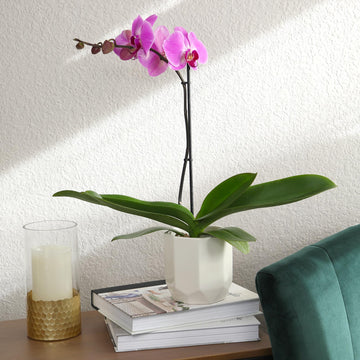 Purple Phalaenopsis Live Orchid Plant Lover Gift & White Orchid Pot, 20-24'' Tall, Live Plant Gift, Fresh Orchids Plants Live Ho