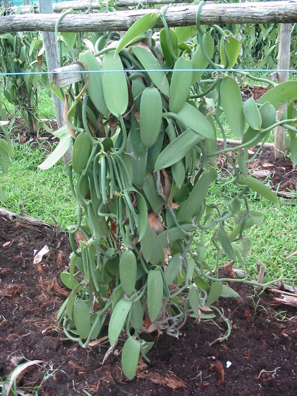 Vanilla Products USA Madagascar spirit-inspired flavor Planifolia Grade B Vanilla Beans - 25 Count Pack