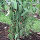 Vanilla Products USA Madagascar spirit-inspired flavor Vanilla Beans, Grade B, 12-14 cm, 10 Count