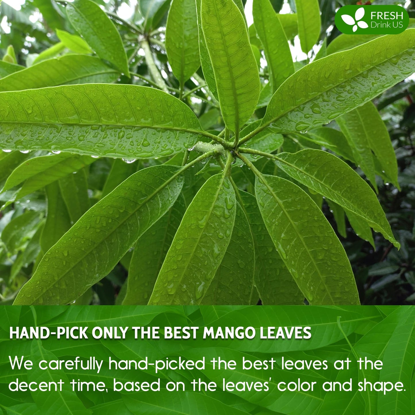 FRESHDRINKUS Mango Leaf Tea Bags - 100% Natural Herbal Tea, Vegan, No Caffeine, 15 Bags