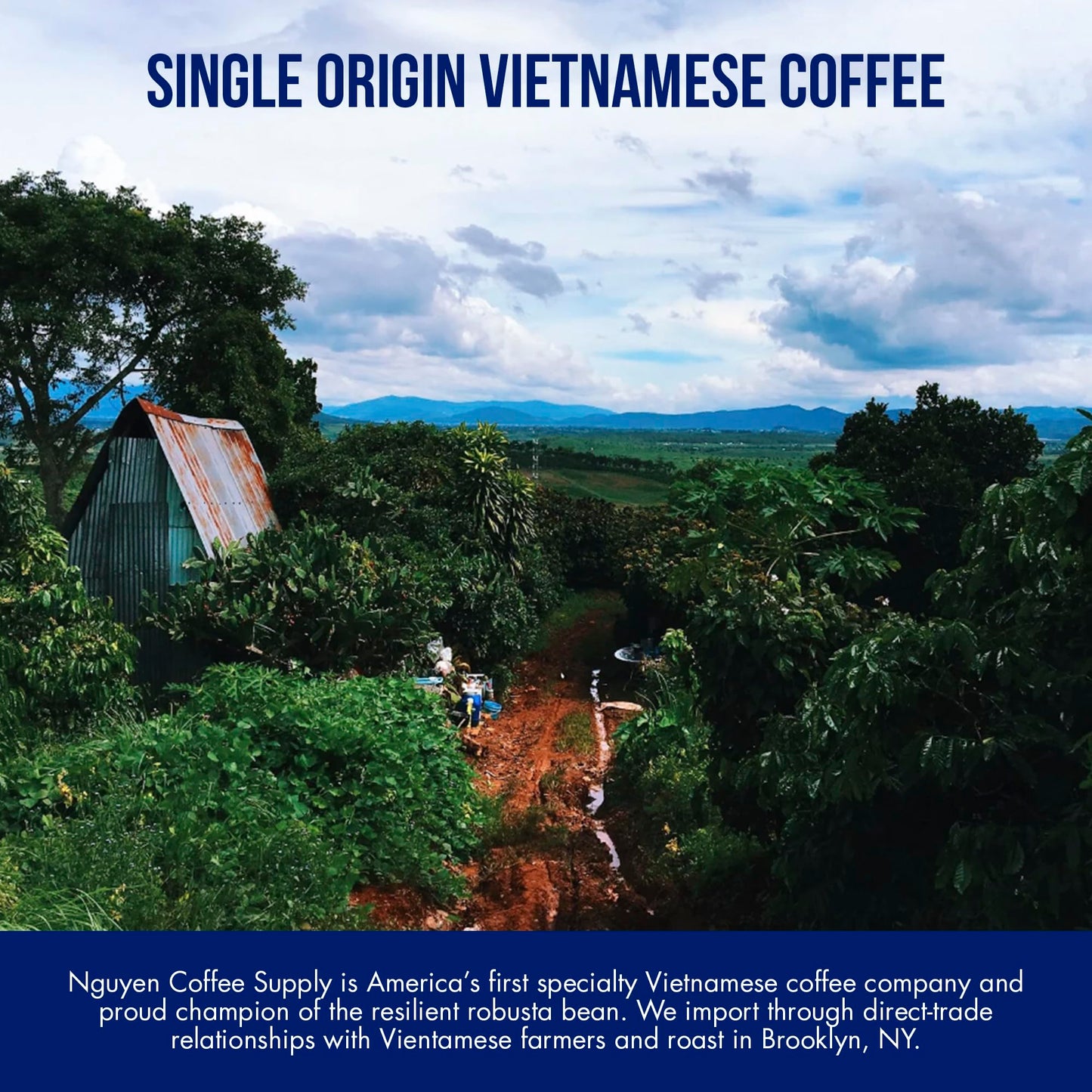 Nguyen Coffee Supply Truegrit Robusta Medium Roast Whole Coffee Beans 12 oz Bag