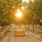 Pistachios Shelled Natural Raw, 30 Lbs. Bulk Case, Kosher (Also Perfect For Making Dubai Chocolate)