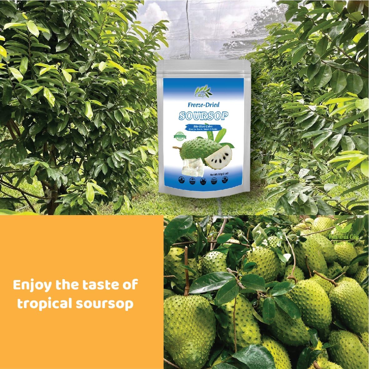 CHAVI Freeze-Dried Soursop - 2 Oz - Healthy 1 Ingredient Superfood - No Added Sugars or Preservatives - Non-GMO, Vegan, Gluten-F