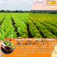 FRESHDRINKUS Ginger Turmeric Herbal Tea - 45 Natural Tea Bags, Eco-conscious, Vegan, No Sugar, No Caffeine, No Gluten