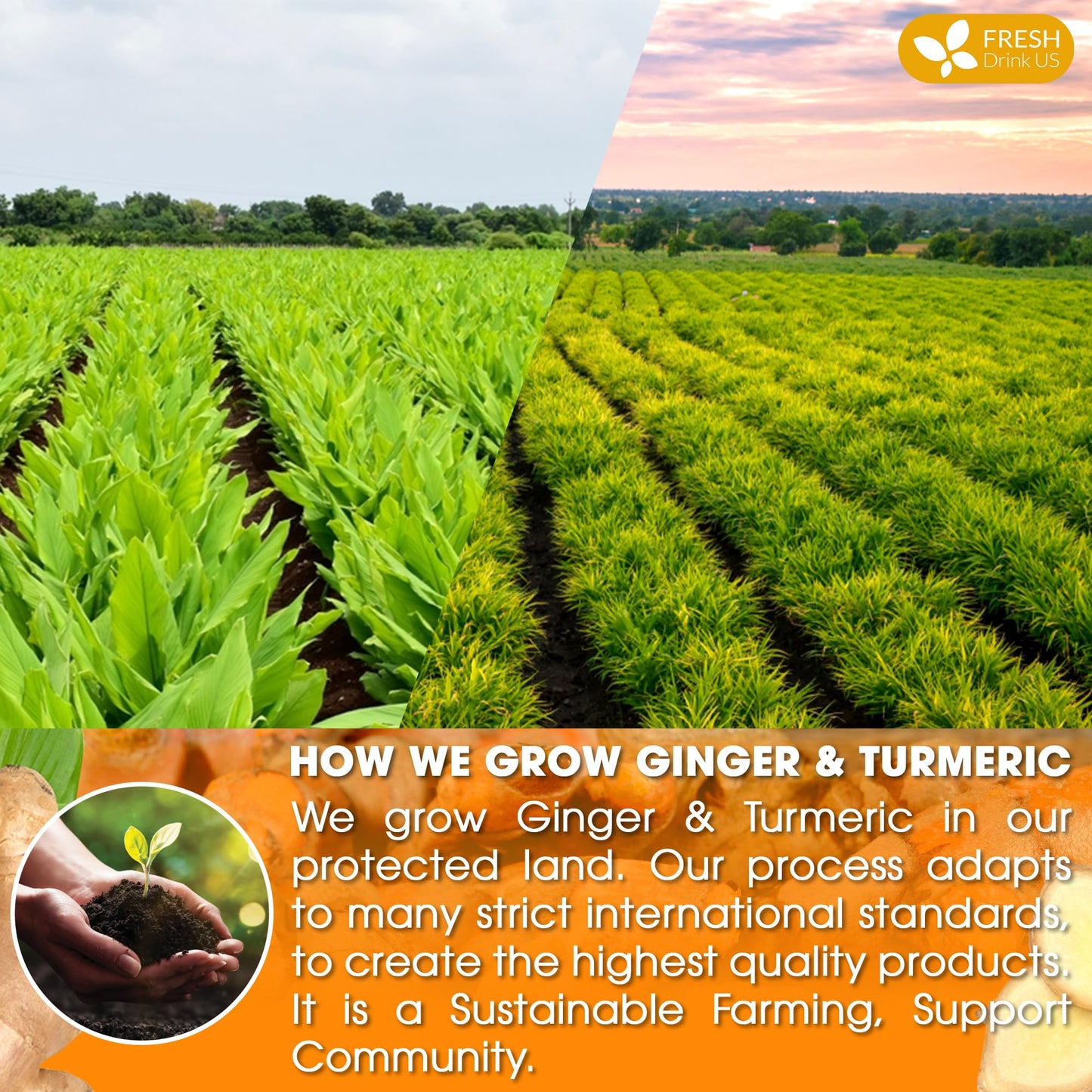 FRESHDRINKUS Ginger Turmeric Herbal Tea - 45 Natural Tea Bags, Eco-conscious, Vegan, No Sugar, No Caffeine, No Gluten