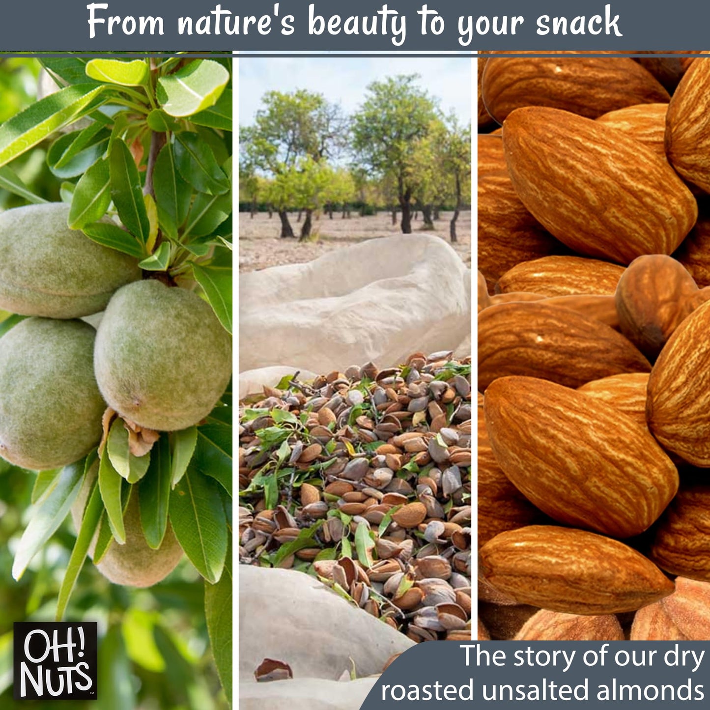 Almonds | Dry Roasted Unsalted Almonds | 2 Lb | No Salt, No Oil All-Natural Protein | Packed In New York Zip-Seal Bag For Exceptional Freshness By Oh Nuts