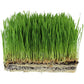 Handy Pantry Organic Wheatgrass Seeds - For Wheat Grass, Cat Grass, Food Storage & More - Hard Red Wheat (2.5 Pounds)