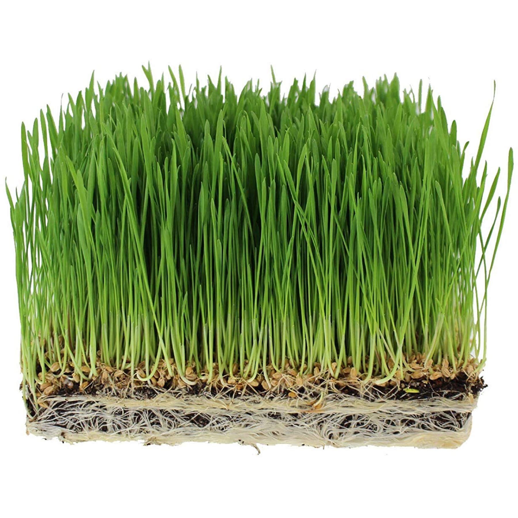 Handy Pantry Organic Wheatgrass Seeds - For Wheat Grass, Cat Grass, Food Storage & More - Hard Red Wheat (2.5 Pounds)