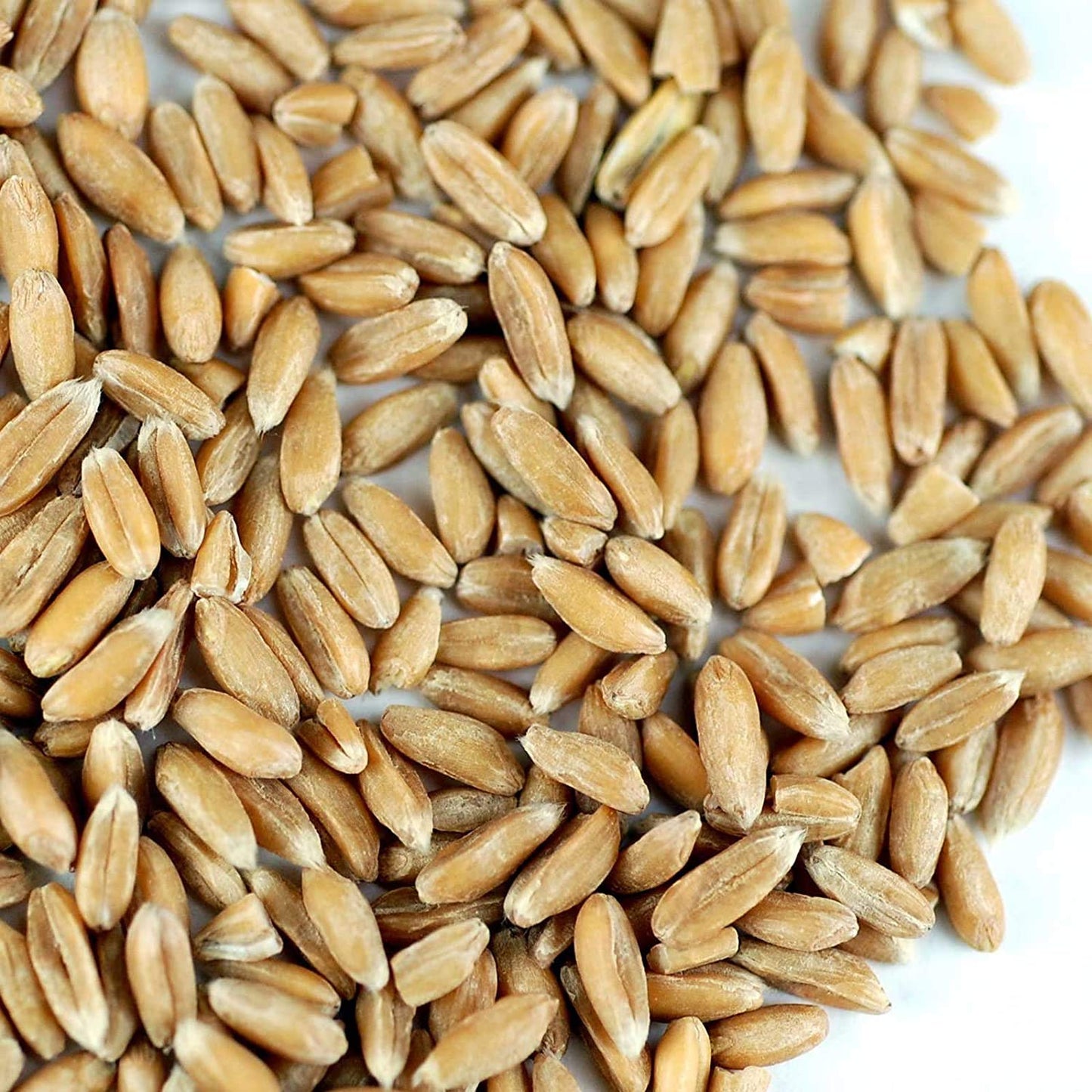 Organic Spelt: 1 Lbs - Non-GMO Grain Seeds - Flour, Bread, Baking, Cooking, Food Storage, Sprouting, Spelt Grass