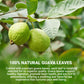 LeafLea Guava Leaf Tea, Herbal Tea, Caffeine-Free, 80 Tea Bags, Sugar-Free, Pack of 2