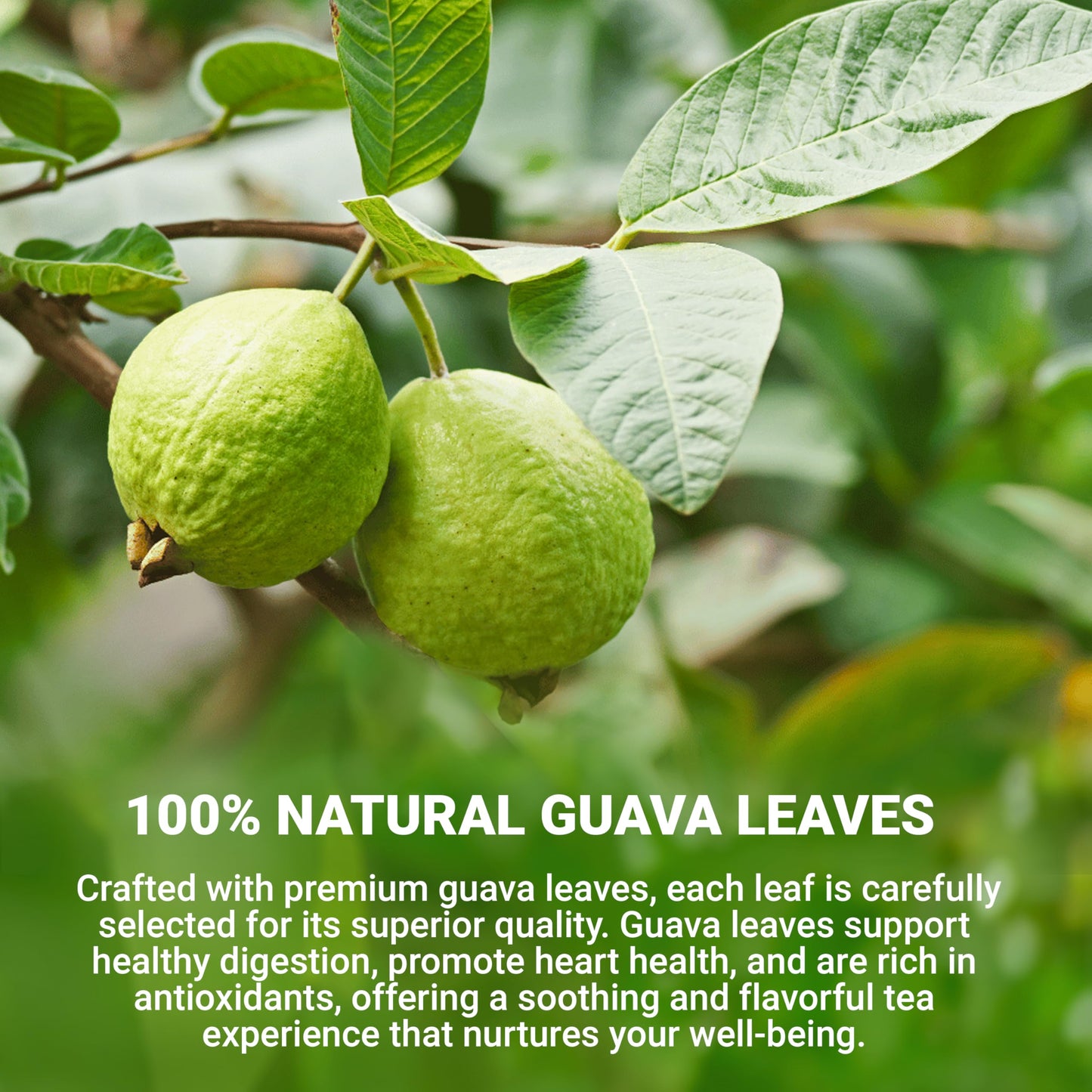 LeafLea Guava Leaf Tea, Herbal Tea, Caffeine-Free, 80 Tea Bags, Sugar-Free, Pack of 2