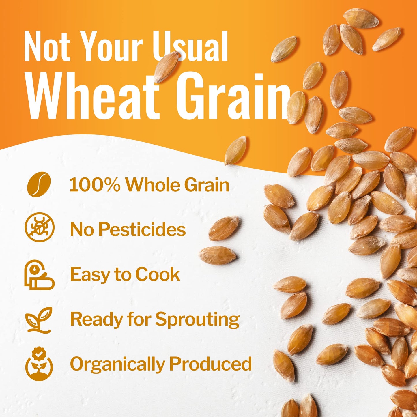 Grand Teton - 100% Organic Hard White Wheat Berries | Us-Grown Wheat Berries Bulk | Packaged In 6 Gallon Hdpe Pail For Long-Term