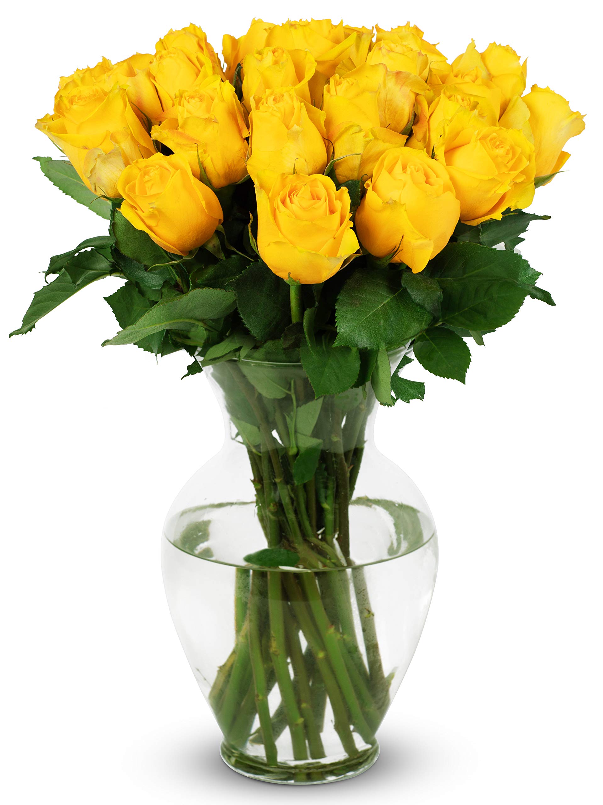 Benchmark Bouquets - 24 Stem Premium Yellow Roses (Glass Vase Included) - Fresh Flowers for Delivery - Gift for Graduation, Birt