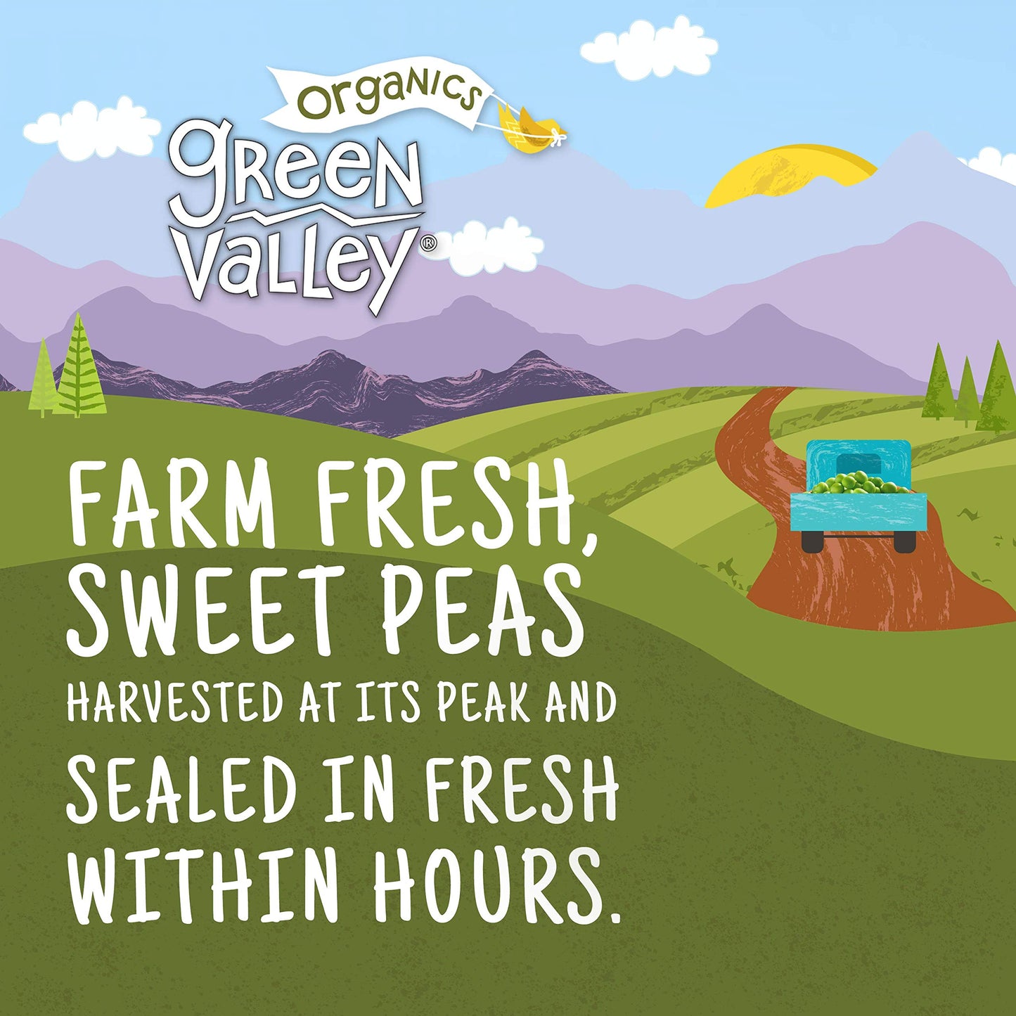 Green Valley Organics Peas | Certified Organic | Deliciously Succulent, Creamy Sweet | 15 Oz Can (Pack Of 4)