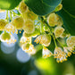 Flora Aromatics Linden Blossom Absolute Oil | 100% Pure The utic Grade | 10ml / 0.33 FL OZ