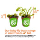 Dente Venus Fly Trap Live Plant - Dionaea Muscipula 'Dente' By Wellspring Gardens - Carnivorous Plant - Fly Trap Plant - Unique