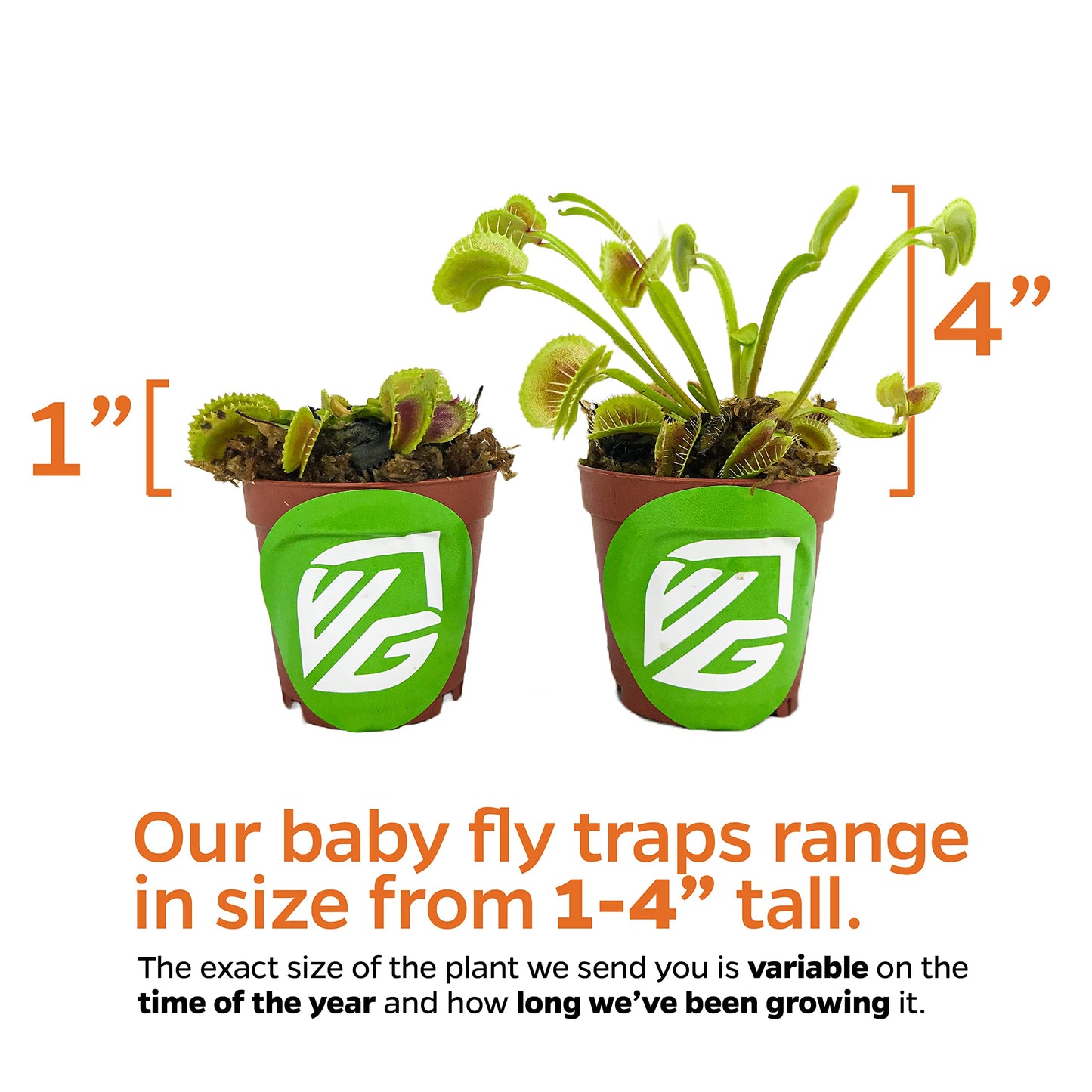 Dente Venus Fly Trap Live Plant - Dionaea Muscipula 'Dente' By Wellspring Gardens - Carnivorous Plant - Fly Trap Plant - Unique