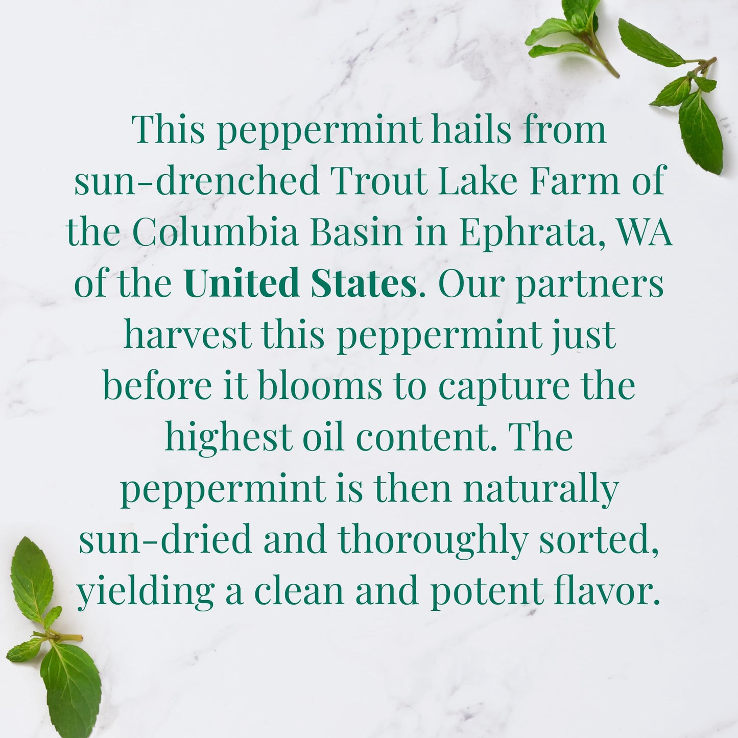 The Republic of Tea Organic Peppermint Herbal Tea - 36 Tea Bags, 1 Count