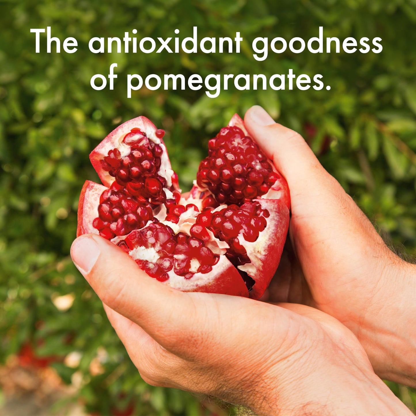 POM Wonderful Antioxidant Super Tea, Pomegranate Peach Passion White Tea, 12 Ounce