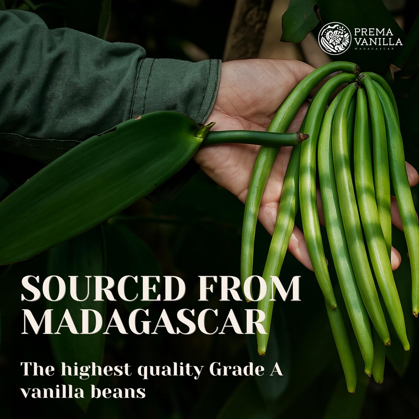 Prema Vanilla Madagascar Vanilla Beans, Grade A Spirit-Inspired Flavor Pods For Making Vanilla Extract, Good For Cooking And Baking, Rich And Intense Aroma, Pack Of 20 Beans Plus 1 Gift Bean