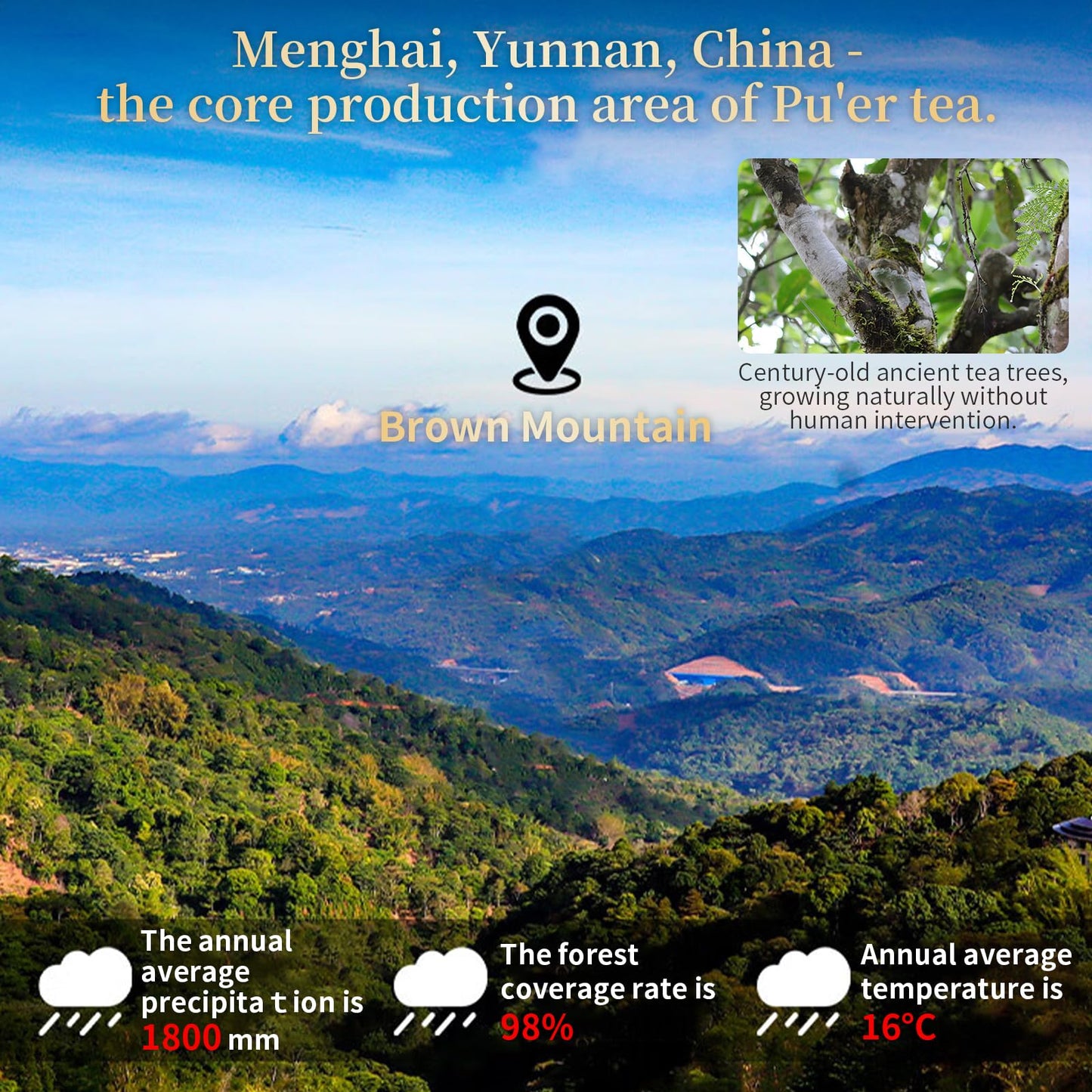 Xixicha Pu-Erh Tea Brick 2016Yr Aged Fermented Black Tea Ripe Pu Er Yunnan Menghai Palace Puer Chinese Tea 500G(250G*2)