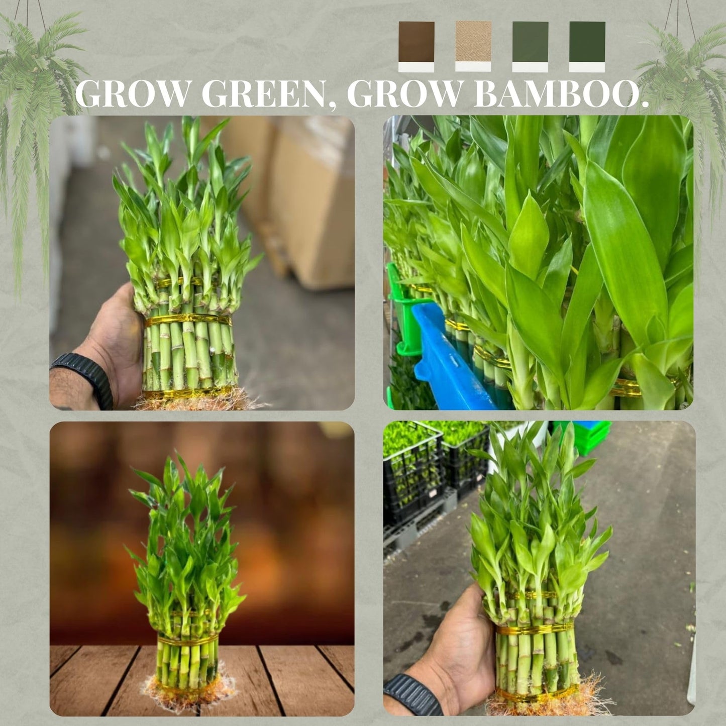 Live Two Tier Lucky Bamboo Plant - Bundle of 15 Stalks - Easy to Grow, Air Purifying, Live Indoor Houseplants Flowers for Home O