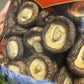 QIXINLIZYY Dried Shiitake Mushrooms, 16 oz (500g), Organic, Soft Texture, Ideal for Cooking and Snacking