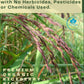 Organic Riceberry Rice - Purple Thai Black Jasmine Rice - Premium Freshness - Small Lot Harvest Direct From Our Farm To Your Tab