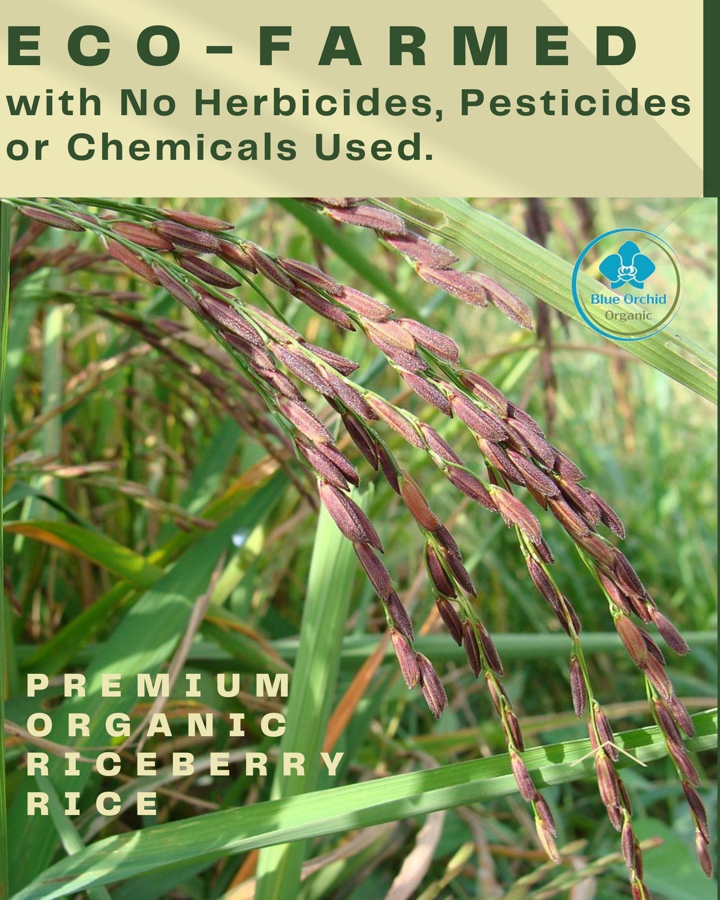Organic Riceberry Rice - Purple Thai Black Jasmine Rice - Premium Freshness - Small Lot Harvest Direct From Our Farm To Your Tab