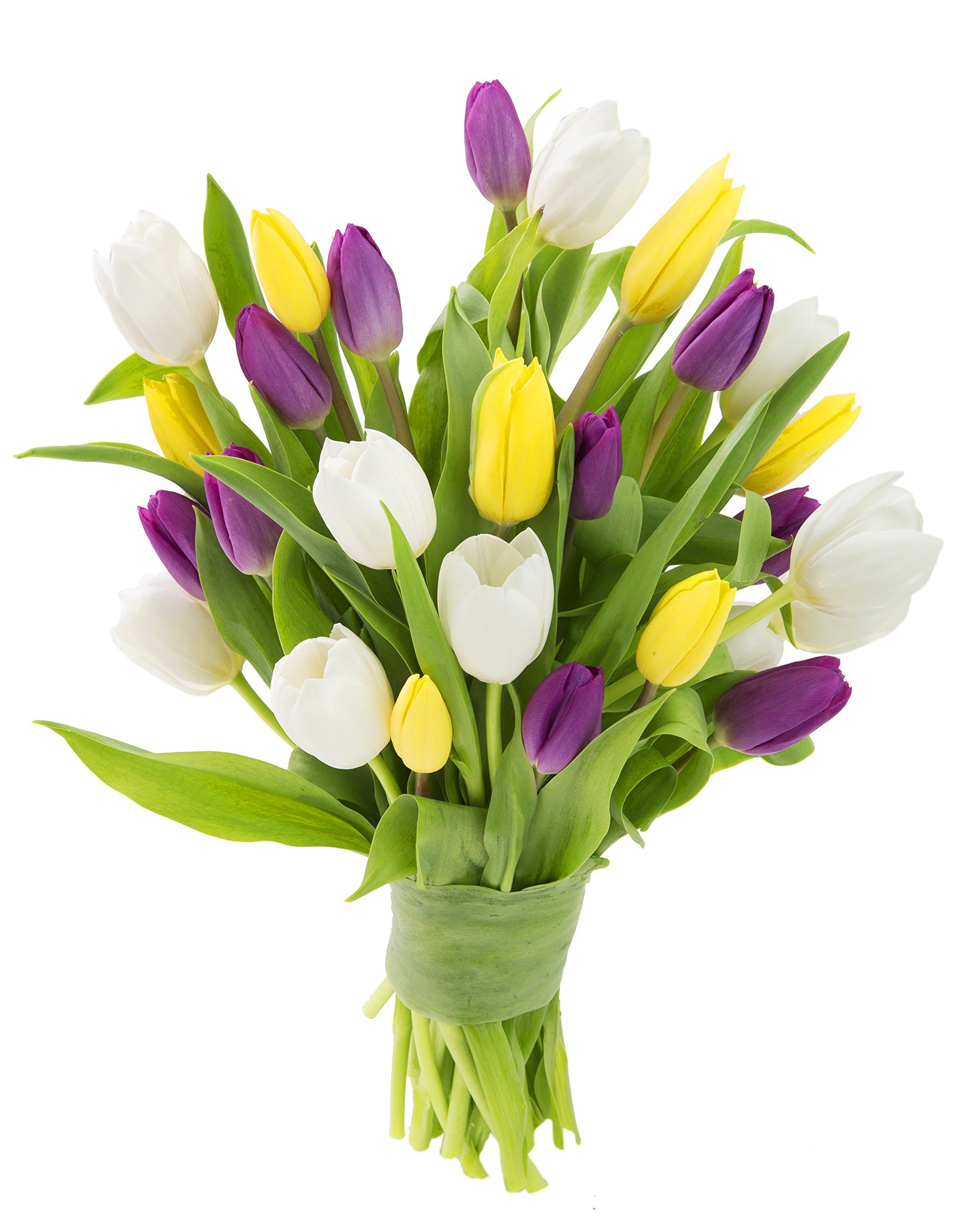 Blooms2Door Fresh Tulips Combo Pack - 30 Count, Purple, Yellow, White - Perfect for Gifts, Anniversaries, Mothers Day