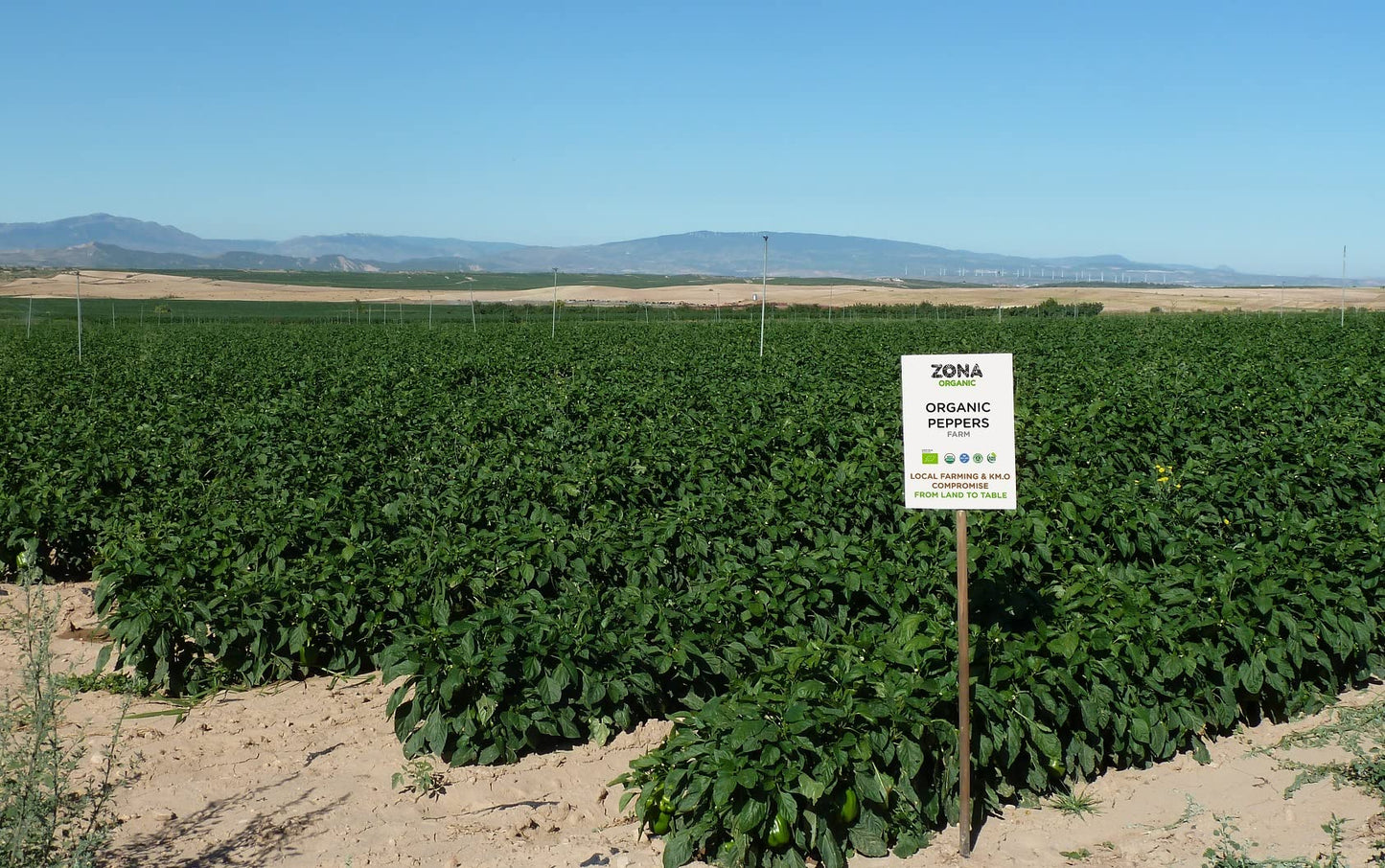 Zona Organic | Spanish Fire Roasted Piquillo Peppers | 6.5 oz (Pack of 2)