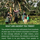 Vixi Green Oolong Tea Loose Leaf, 16.00 Oz, Vietnam'S Mountain Tea, Caffeinated, Dried Whole Full Large Leaves, 100% Natural Fro