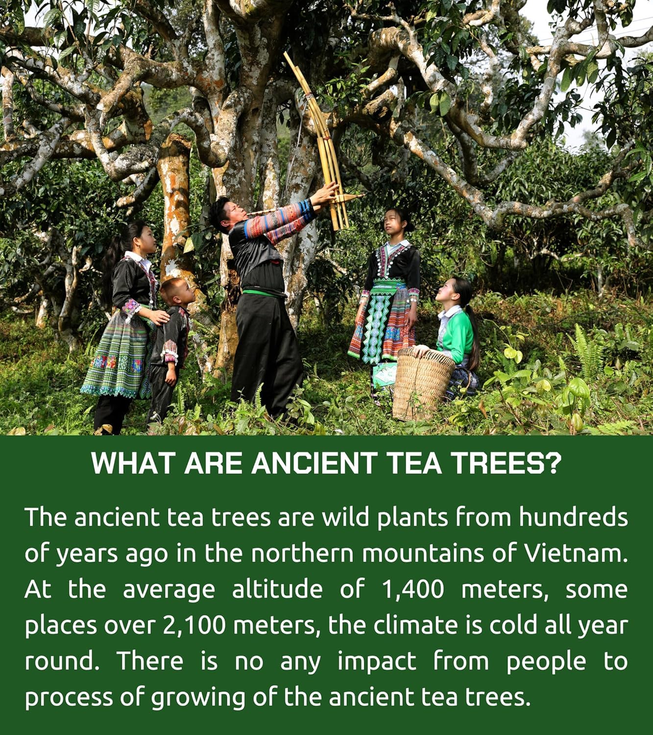 Vixi Green Oolong Tea Loose Leaf, 16.00 Oz, Vietnam'S Mountain Tea, Caffeinated, Dried Whole Full Large Leaves, 100% Natural Fro