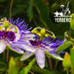 YERBERO Passion Flower Herbal Tea 3.5oz WildCrafted Resealable Bag 100% Natural Gluten-free
