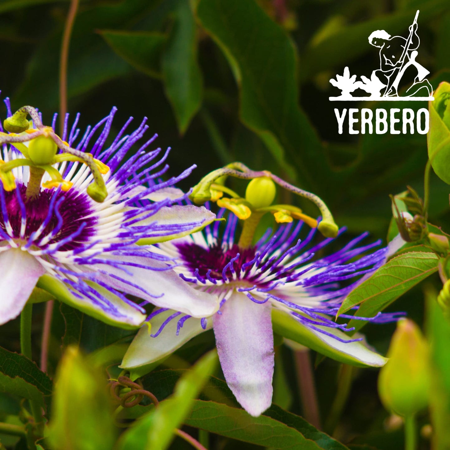 YERBERO Passion Flower Herbal Tea 3.5oz WildCrafted Resealable Bag 100% Natural Gluten-free