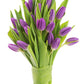 KaBloom Flowers - Bouquet of 20 Purple Tulips Farm-Fresh From Holland - Gift for Birthday, Sympathy, Anniversary, Get Well, Thank You, Valentine, Mother’s Day Fresh Flowers