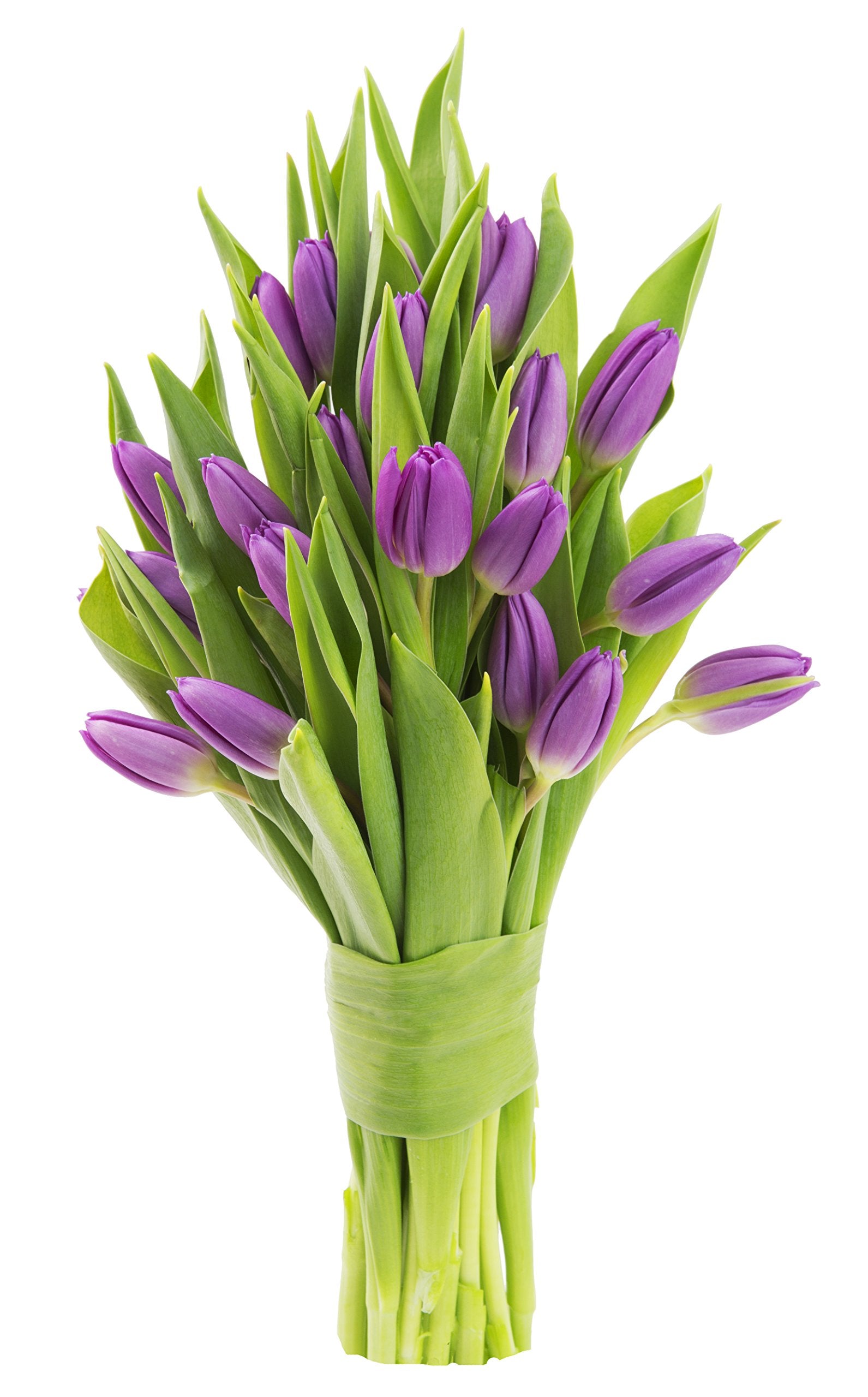 KaBloom Flowers - Bouquet of 20 Purple Tulips Farm-Fresh From Holland - Gift for Birthday, Sympathy, Anniversary, Get Well, Thank You, Valentine, Mother’s Day Fresh Flowers