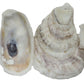 U.S. Shell, 05114 Oyster Shells, 2 to 3 inches, 2'' to 3''