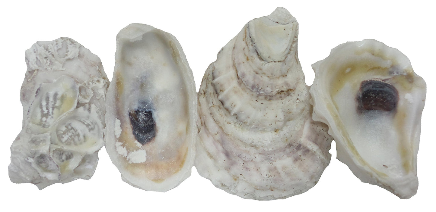 U.S. Shell, 05114 Oyster Shells, 2 to 3 inches, 2'' to 3''
