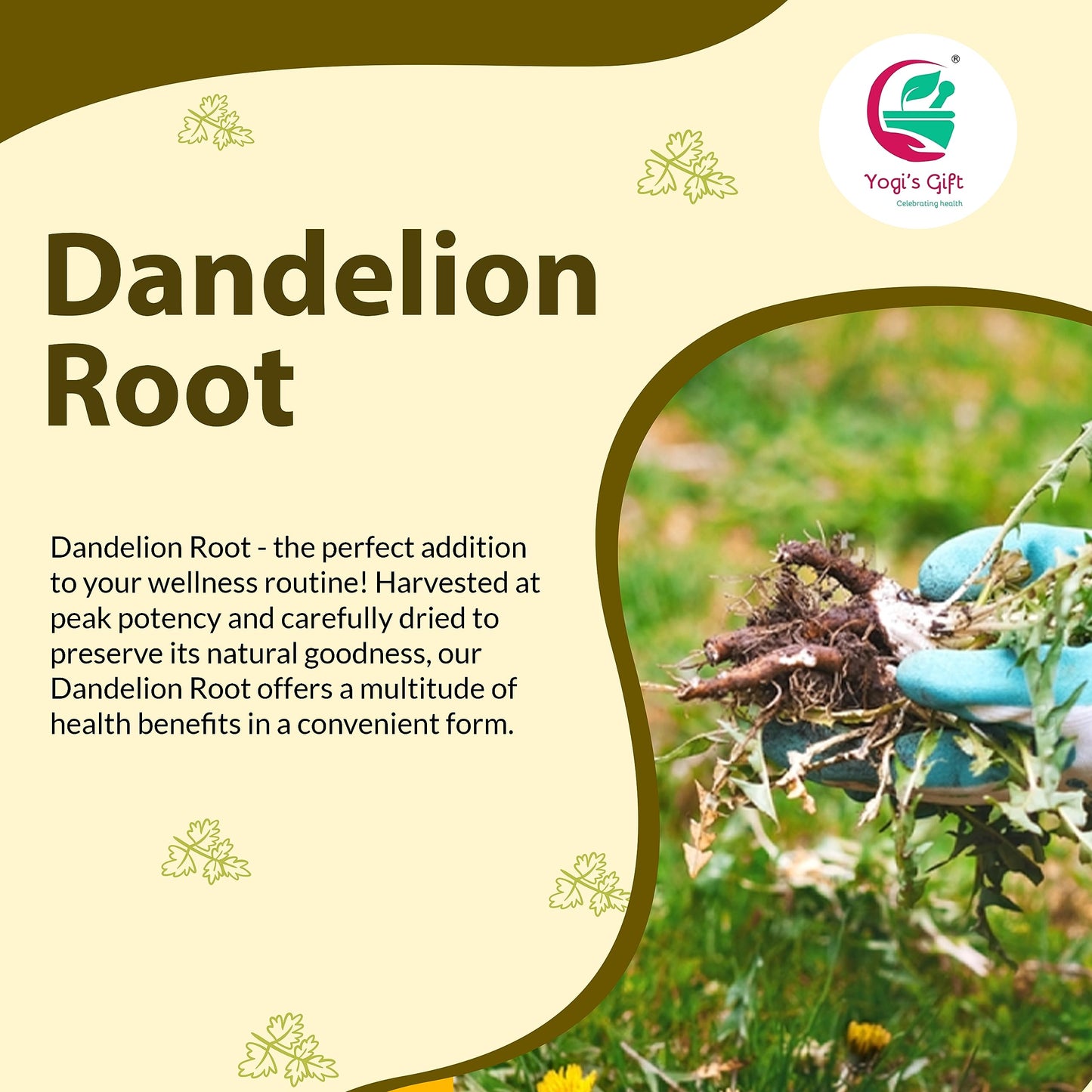 YOGI’S GIFT Dandelion Root Cut and Sifted Loose Root 1 LB